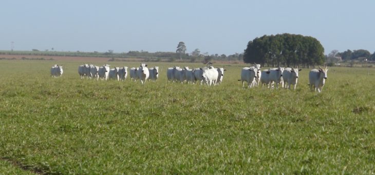 Dia de Campo Água Limpa 29.08.2018